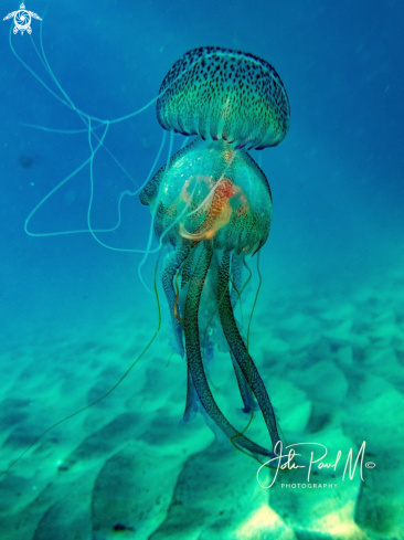 A Méduse pélagique
