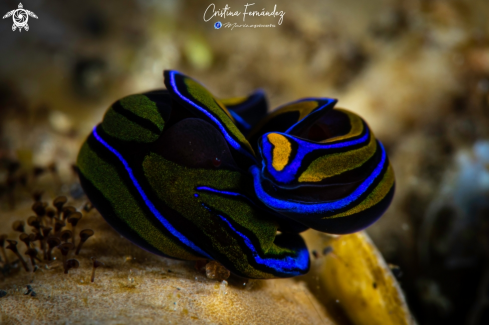 A  Chelinodura hirundinina  | Head Shield Slug 