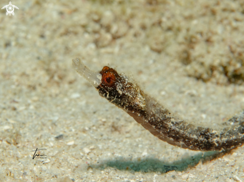 A Cosmocampus albirostris | Whitenose Pipefish