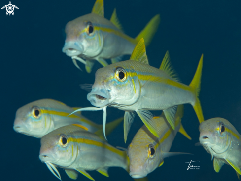 A Mulloidichthys martinicus | Yellow Goatfish