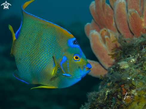 A Holocanthus ciliaris | Queen Angelfish