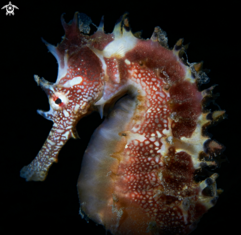 A Hippocampus jayakari