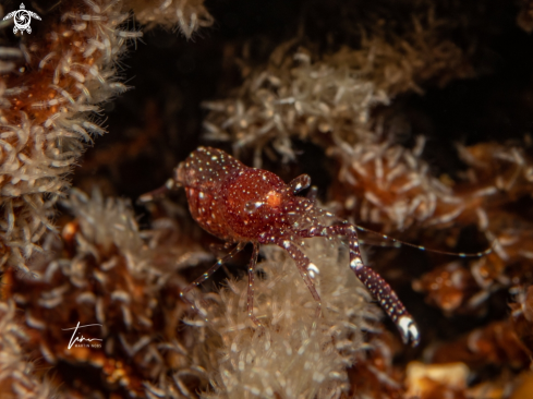 A Periclimenes harringtoni | Whitefoot shrimp