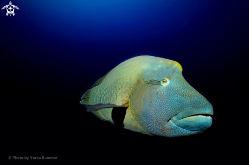 A Cheilinus undulatus | Napoleon Fish