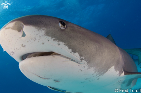A Galeocerdo cuvier | Tiger shark