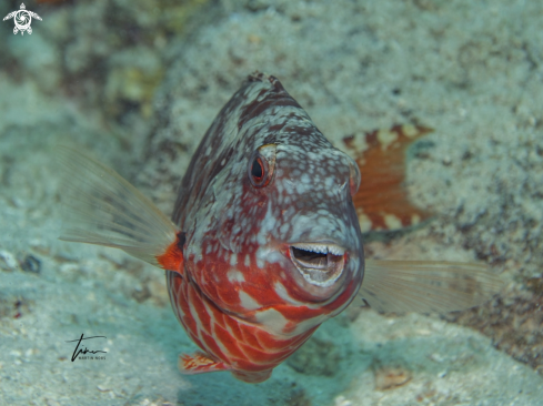 A Sparisoma chrysopterum | Redtail Parrotfish