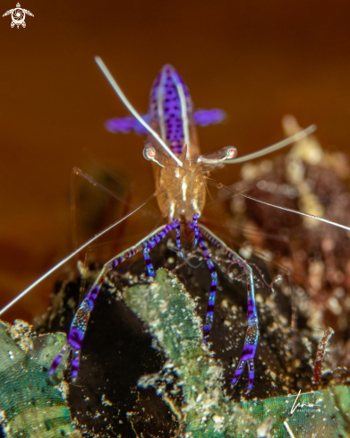 A Ancylomenes pedersoni | Pederson's Cleaner shrimp