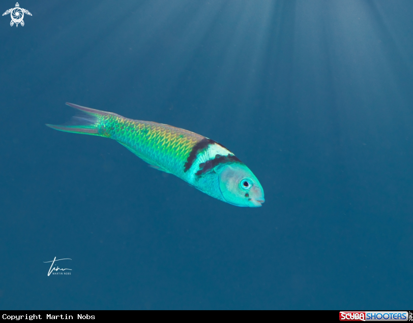 A Blueheaded Wrasse
