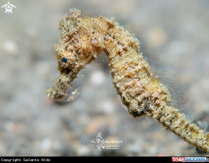 Seahorse Juvenil Eating Shrimp