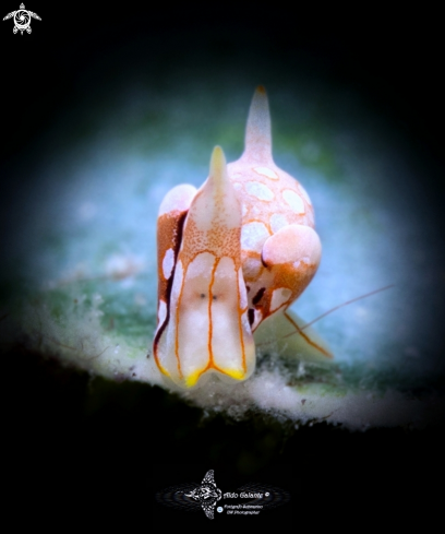 A Siphopteron sp. | Siphopteron Sea Slug (Less than 5 mm)