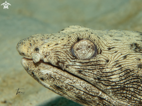 A Ophichthus ophis | Spotted Snake eel