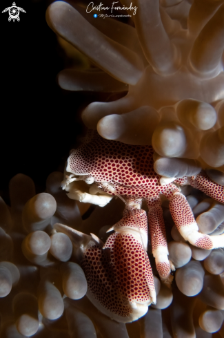 A Neopetrolisthes maculatus - Porcelain crab | Porcelain crab