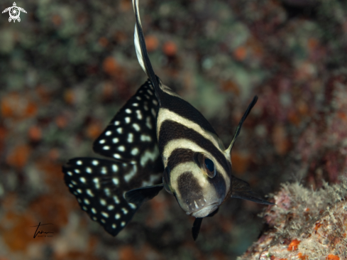 A Spotted Drum