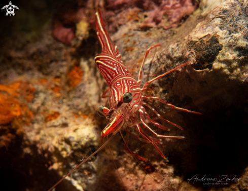 A Rhynchocinetes durbanensis | Durban dancing shrimp