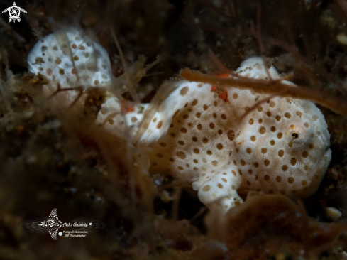 A Antennarius pictus (Shaw, 1794)  | Frogfish