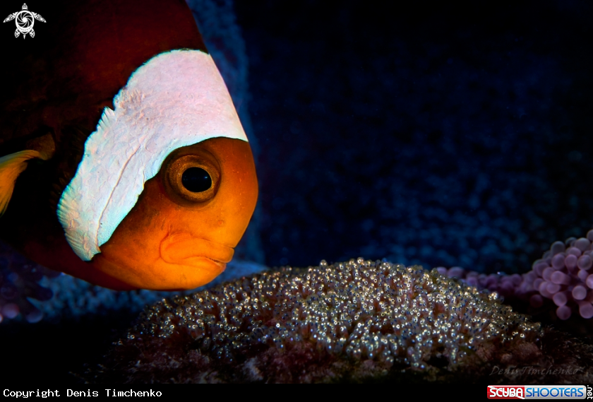 Clownfish &eggs