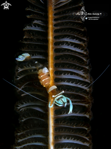 A Ancylomenes magnificus (Bruce, 1979) |  Magnificent Shrimp