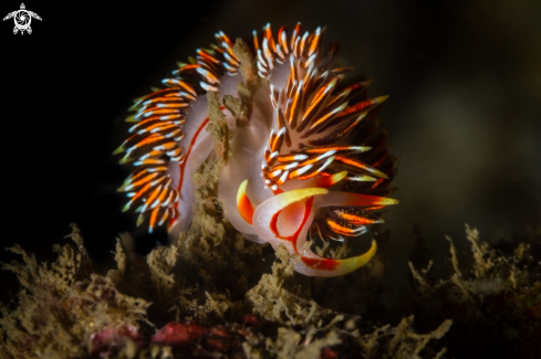 A Phidiana militaris nudibranch | Phidiana militaris nudibranch