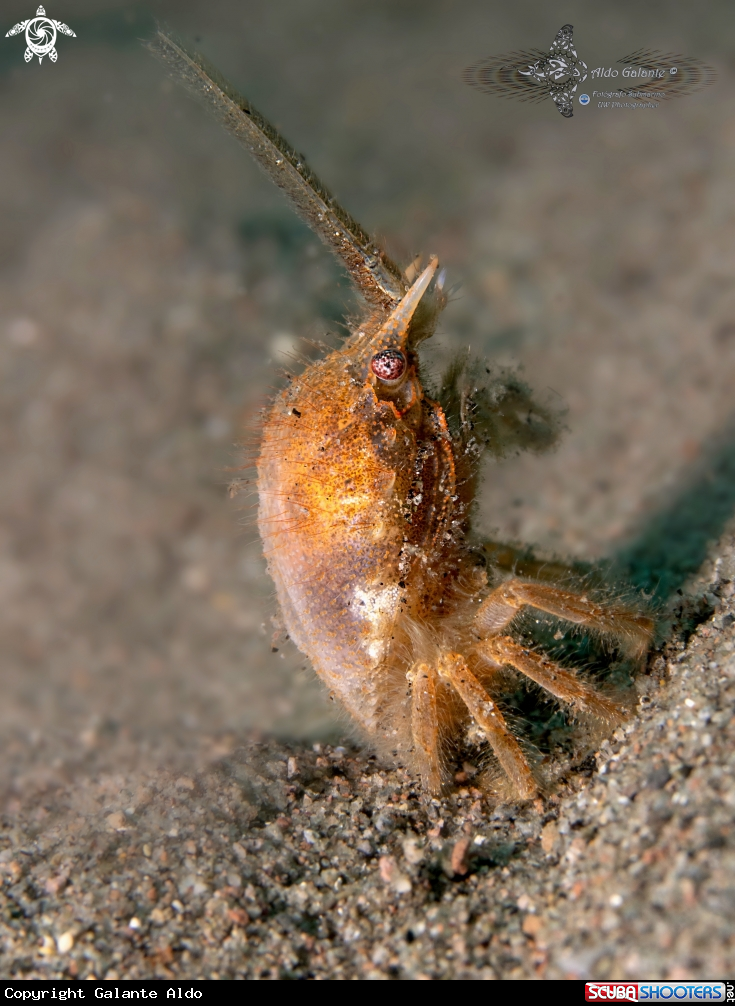 Horned Crab (3CM.)