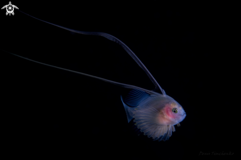 A Diploprion bifasciatum | Juvenile soapfish