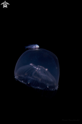A  Rudderfish ( Psenopsis Anomala ) | medusafish