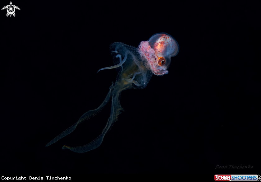  Argonauta hians and jellyfish
