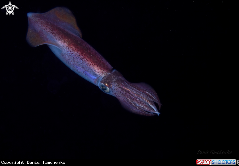 Purple-black-dot squid. 