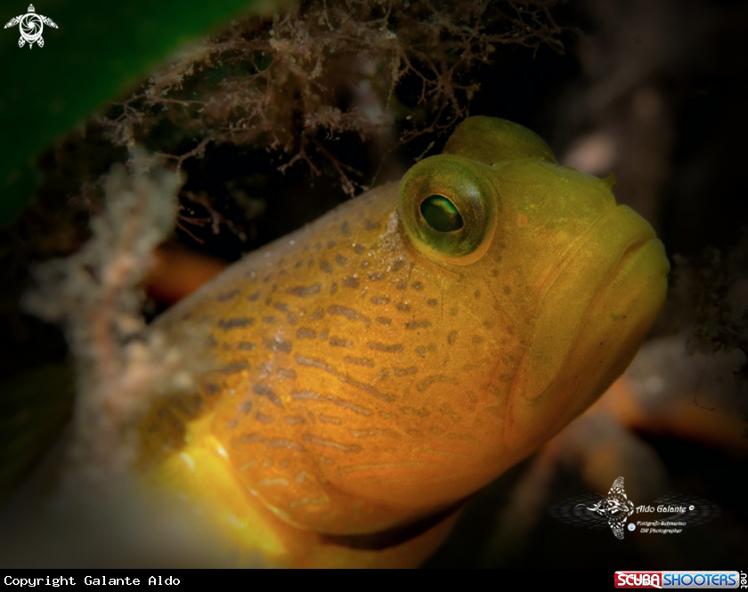 Totally Yellow Goby