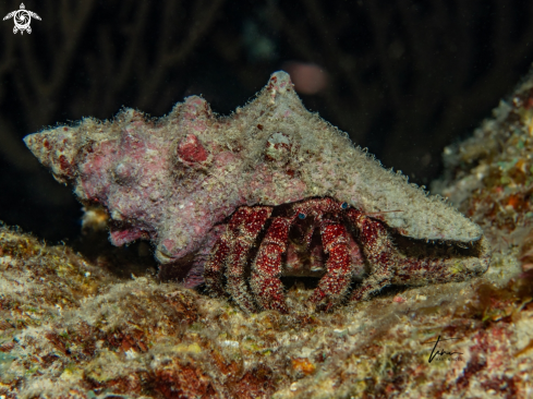 A Paguristes puncticeps | White spotted Hermitcrab