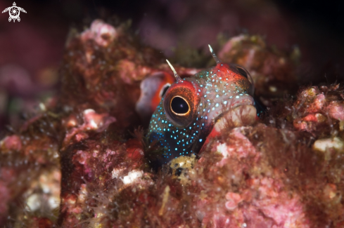 A Acanthemblemaria macrospilus | Mexican tube blenny