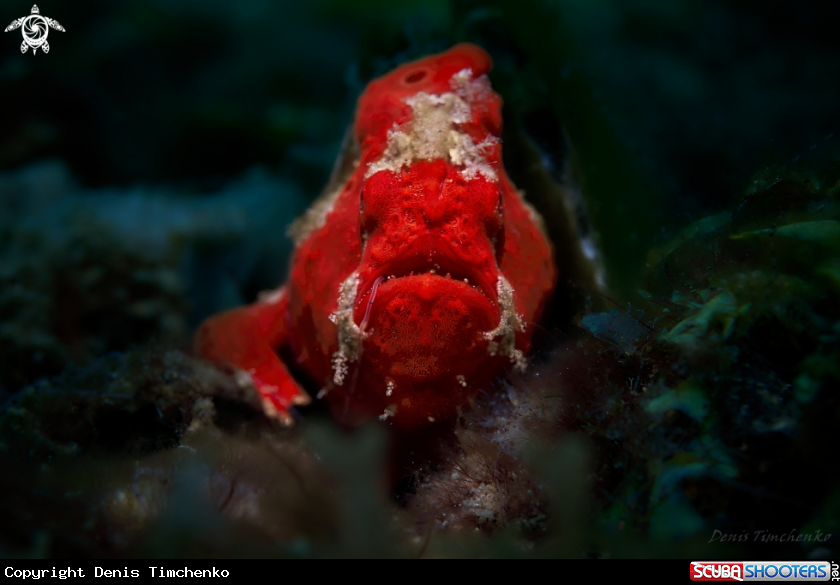 RED Frogfish
