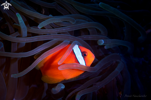 A Amphiprioninae | ANEMONFISH