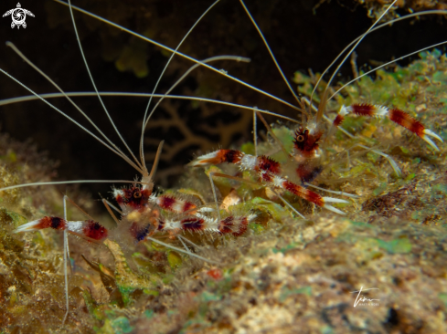 A Stenopus hispidus | Banded Coralshrimp