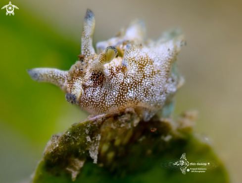 A Aplysia nigrocincta E. von Martens, 1880 | Aplysia Sea Slug