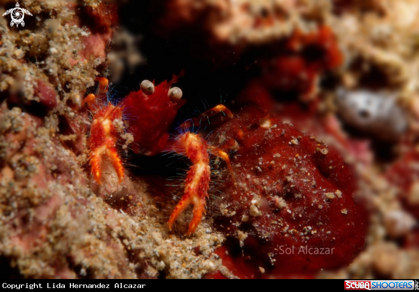 A Olivar's Lobster also known as Bug-Eyed Squat Lobster and Robokon Squat Lobster.