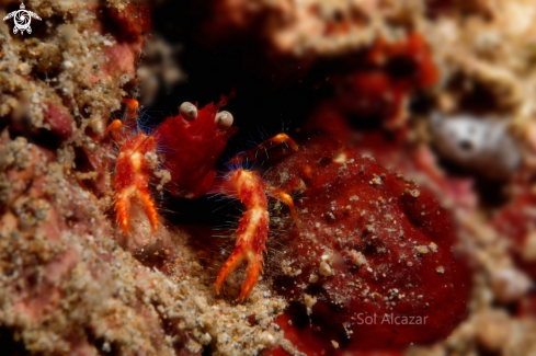 A Olivar's Lobster also known as Bug-Eyed Squat Lobster and Robokon Squat Lobster.