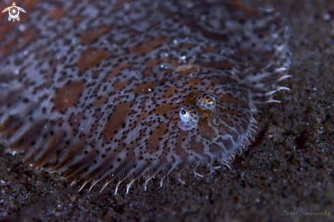 A Liachirus melanospilos | FISH