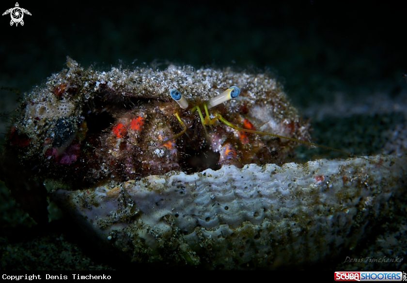 Reef hermit crab 