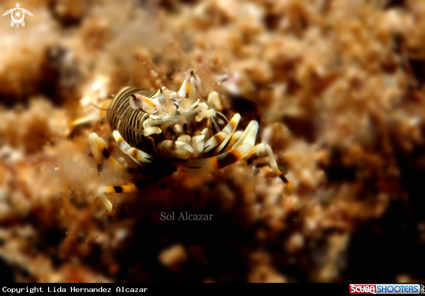 Bumblebee shrimp