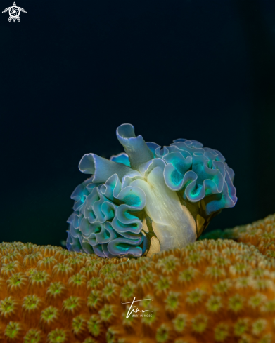 A Lettuce sea slug