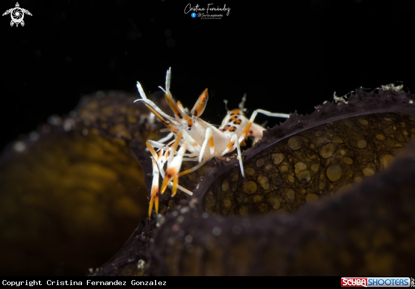 A Spiny  tiger shrimp