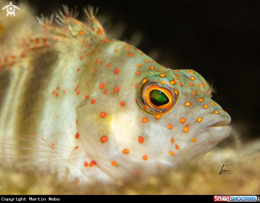 A Red Spotted Hawkfish