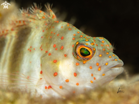 A Amblycirrhitus pinos | Red Spotted Hawkfish
