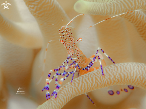 A Periclimenes yucatanicus | Yucatan Cleaner shrimp