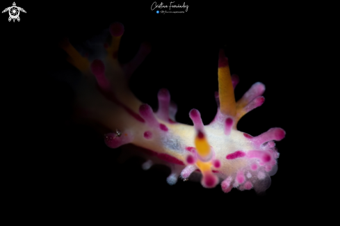 A Aegires villosus | Nudibranch