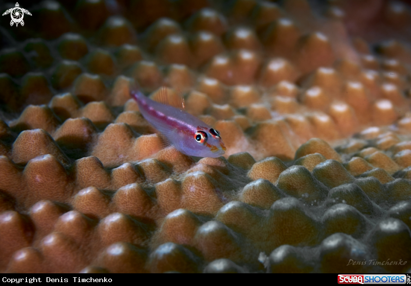 Bubble coral goby 