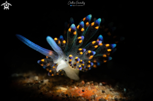 A Stiliger sp. | Nudibranch