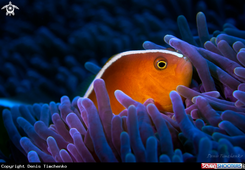 Ðrange anemonefish.