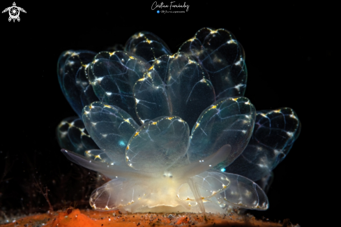 A Cyerce elegans | Nudibranch