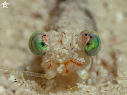 A Metapenaeopsis goodei | Caribbean Velvet shrimp